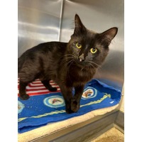adopt-pet