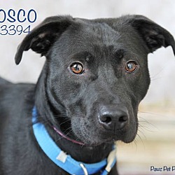 Thumbnail photo of Bosco #1