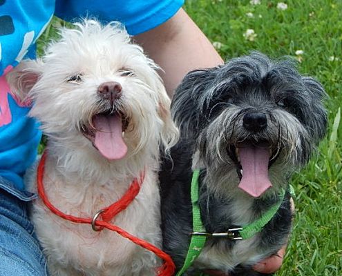 Bonded pair dogs for adoption near me new arrivals