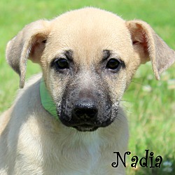 Thumbnail photo of Nadia~adopted! #1