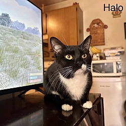 Thumbnail photo of Greenfield : Halo #2