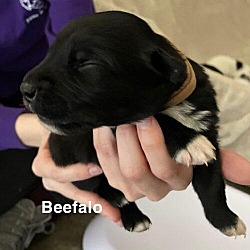 Thumbnail photo of Beefalo #2