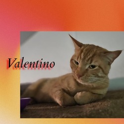 Thumbnail photo of Valentino #3