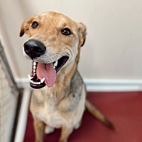 adopt a pet