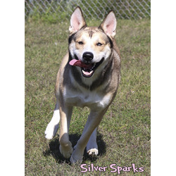 Thumbnail photo of Silver Sparks (in foster) #2