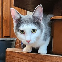 adopt a pet