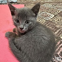 adopt a pet