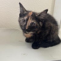 adopt-pet