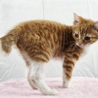 adopt-pet