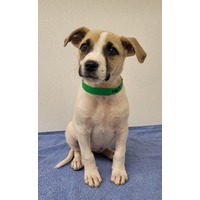 adopt-pet