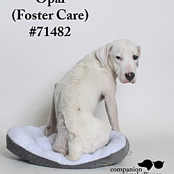 Thumbnail photo of Opal  (Foster Care) #2