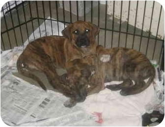 Fall River Ma Plott Hound Meet Starsky Hutch A Pet For Adoption