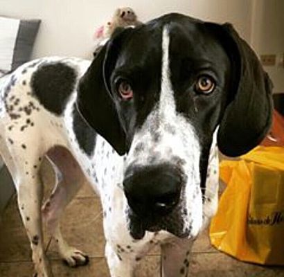 Nashua Nh Great Dane Meet Clementine A Doll A Pet For Adoption