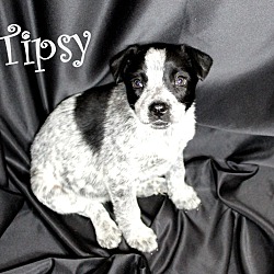 Thumbnail photo of Tipsy~meet me! #1