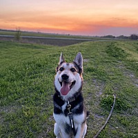 BARC Broken Arrow Rescue in Broken Arrow, Oklahoma