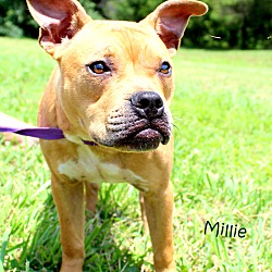 Thumbnail photo of Millie ~ meet me! #3