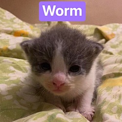 Photo of Worm