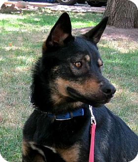 Cantrall Il German Shepherd Dog Meet Jadon A Pet For Adoption