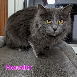 Thumbnail photo of Meredith #2