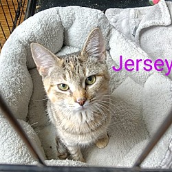 Thumbnail photo of Jersey #1