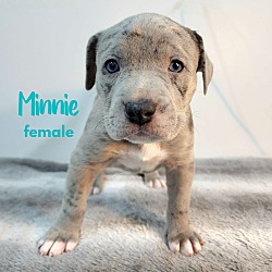 Thumbnail photo of Minnie - M Litter - AVAILABLE #4