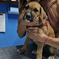 adopt a pet