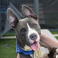 adopt a pet
