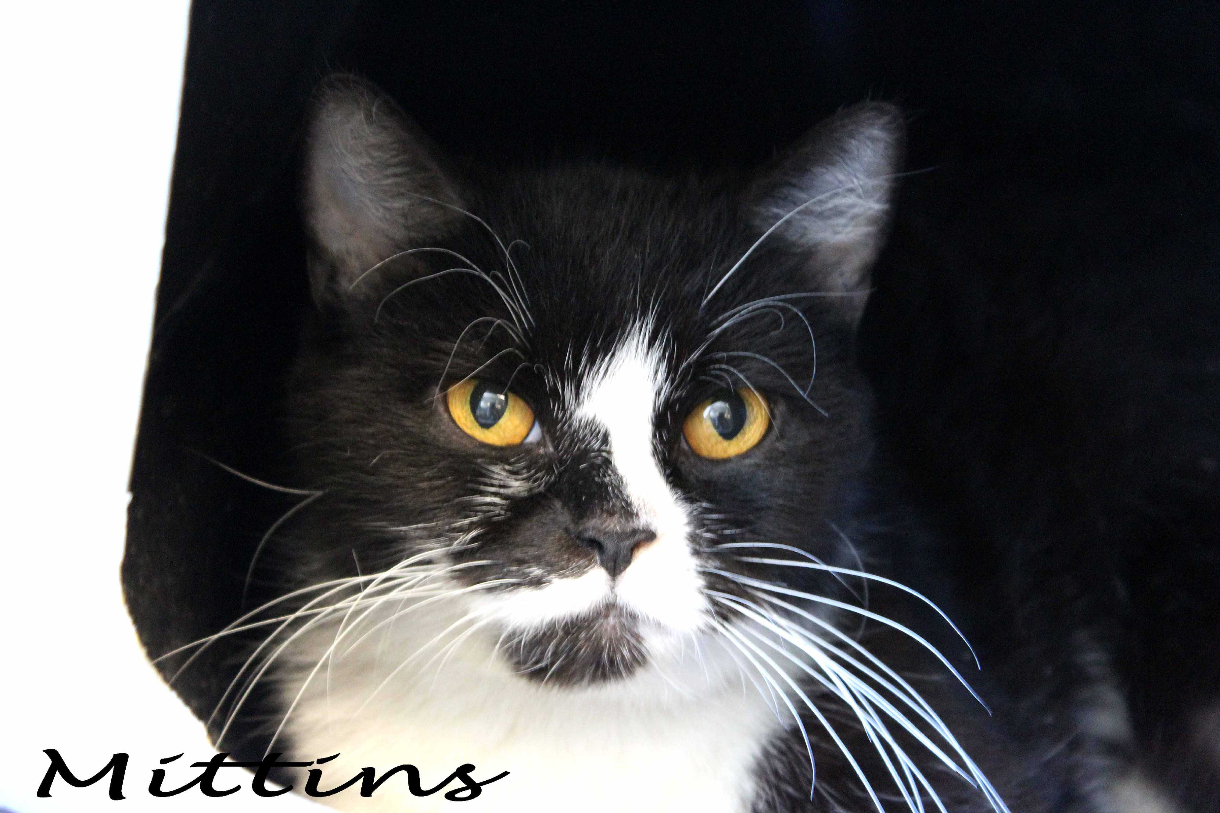 Texarkana Ar Persian Meet Mittens A Pet For Adoption