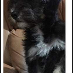 Thumbnail photo of Chulis (in adoption process) #1