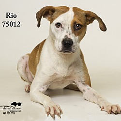 Thumbnail photo of Rio  (Foster Care) #1