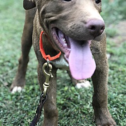 Thumbnail photo of Sage, energetic & fun pup! #3