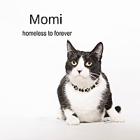 Adopt A Pet Petsmart Charities