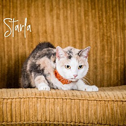 Thumbnail photo of Starla #2