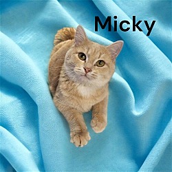 Thumbnail photo of Mickey #3