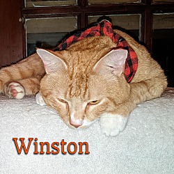 Thumbnail photo of Winston #2