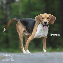 Photo of Hammer