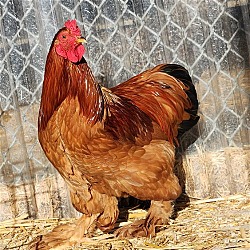 Thumbnail photo of Roosters! #1