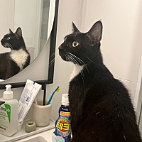 adopt a pet