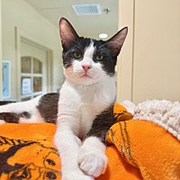 adopt a pet