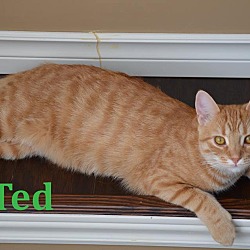 Thumbnail photo of Ted -Adopted March 2017 #3