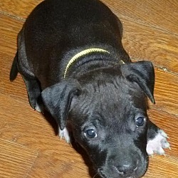 Thumbnail photo of Steven-Adopted! #4