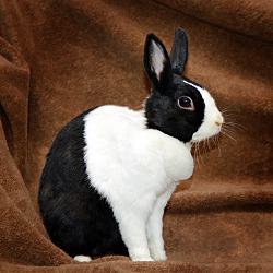 Adopted Pets At Red Door Animal Shelter In Chicago Illinois