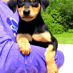 Thumbnail photo of Reese~adopted! #3