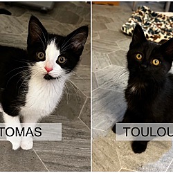 Photo of Tomas & Toulouse