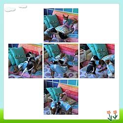 Thumbnail photo of Rat Terrier Puppies! #2