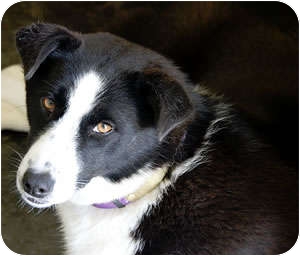 Oliver Springs Tn Border Collie Meet Loki A Pet For Adoption