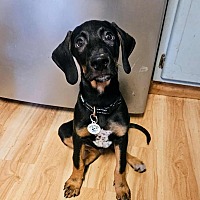 adopt a pet