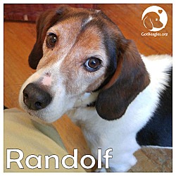 Thumbnail photo of Randolf #1