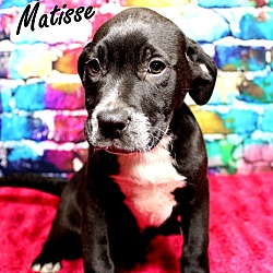 Thumbnail photo of Matisse ~ meet me! #1