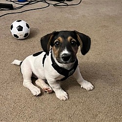 Photo of Beagle Bunch-Blizzard